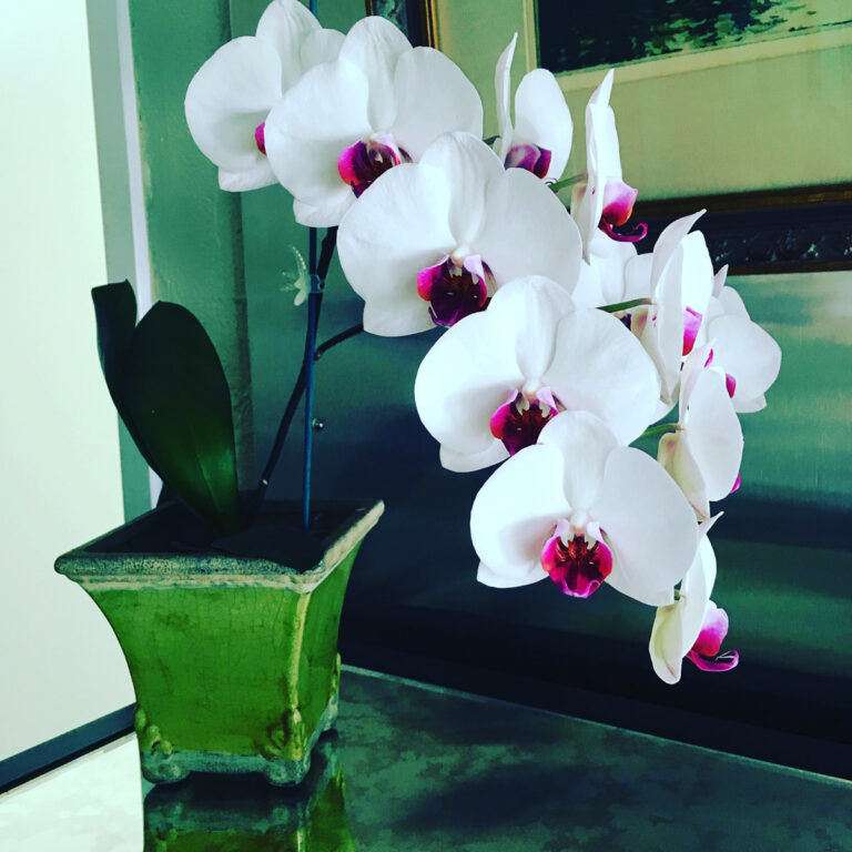 Do you water an orchid after the flowers fall off? Top Tips