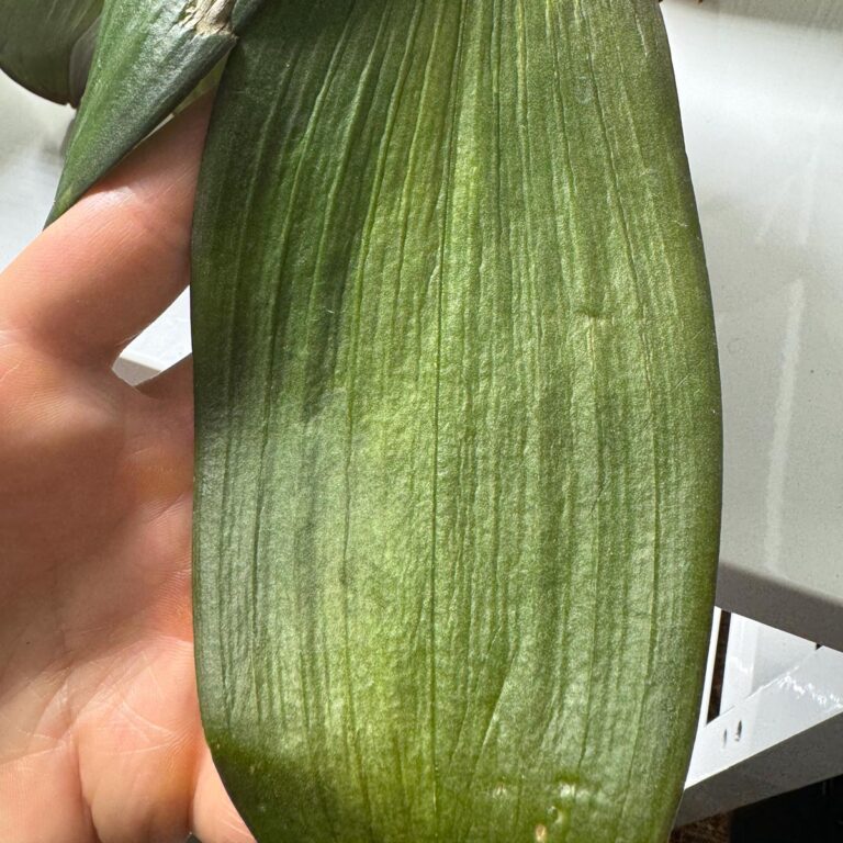 Wrinkled Orchid Leaves: The 1 Common Cause + How to Fix It