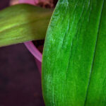 Wrinkled Orchid Leaves: The 1 Common Cause + How to Fix It wrinkled-orchid-leaf