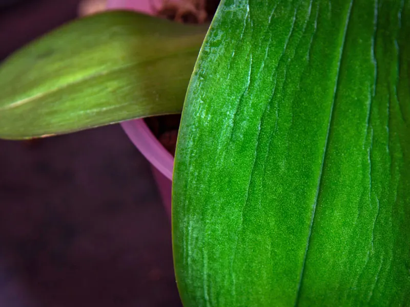 wrinkled-orchid-leaf