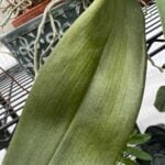 Orchid Leaves Falling Off? Here Are 9 Common Reasons Why wrinkled-orchid-leaf