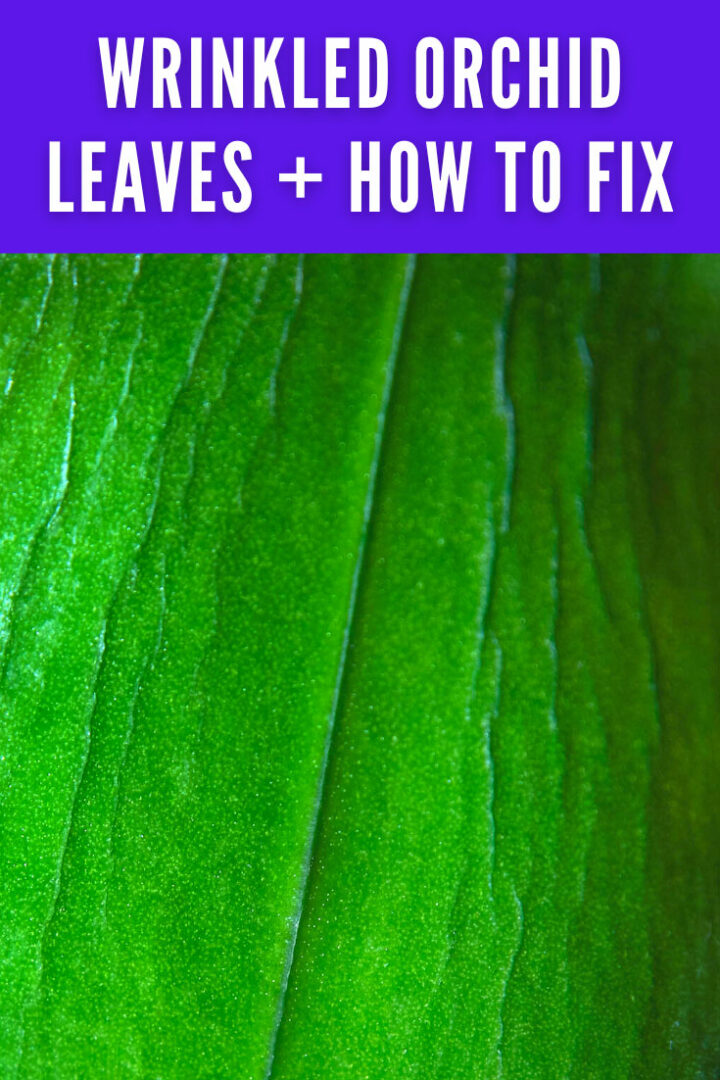 Wrinkled Orchid Leaves The 1 Common Cause + How to Fix It