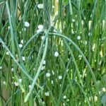 Rhipsalis Varieties: 21 Easy to Grow Mistletoe Cactus Types Rhipsalis-baccifera