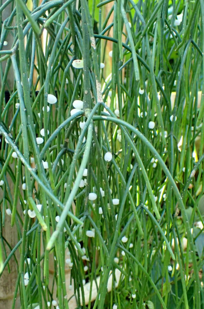 Rhipsalis-baccifera