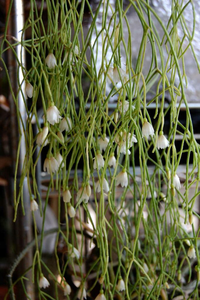 Rhipsalis-campos-portoana