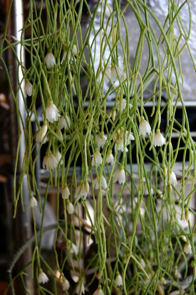 Rhipsalis-campos-portoana