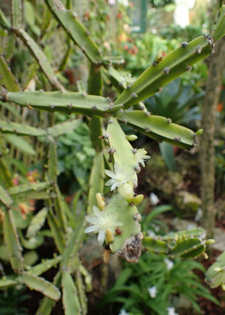 Rhipsalis-cereoides