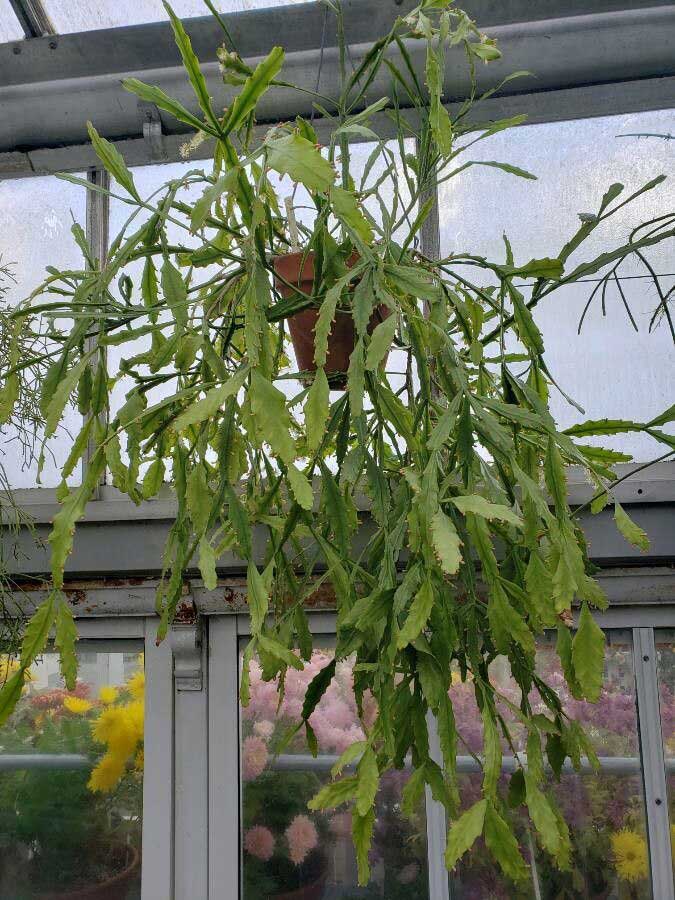 Rhipsalis-oblonga