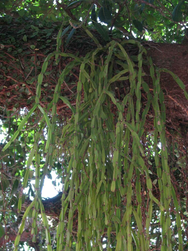 Rhipsalis-paradoxa