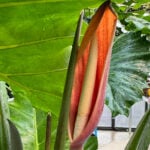 Alocasia Flowers: 5 Common Questions Answered (with photos) alocasia-flowers-1200x1200