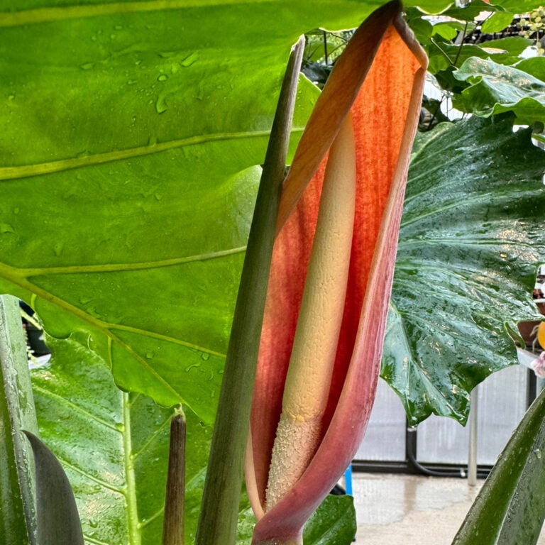 Alocasia Flowers: 5 Common Questions Answered (with photos)