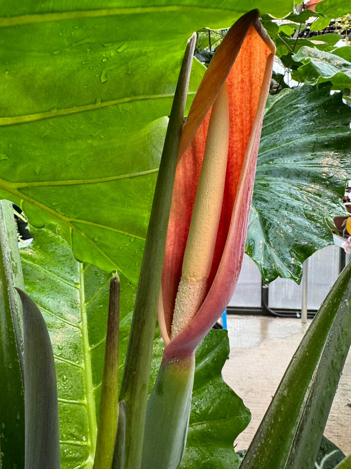 alocasia-red-flower