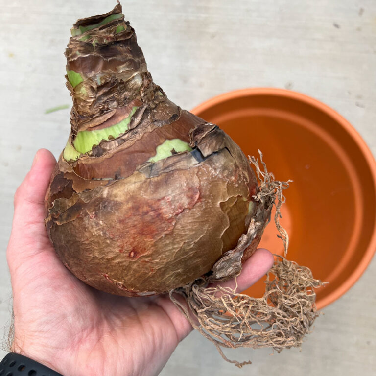 How to Plant Amaryllis Bulbs Indoors : 5 Easy Steps