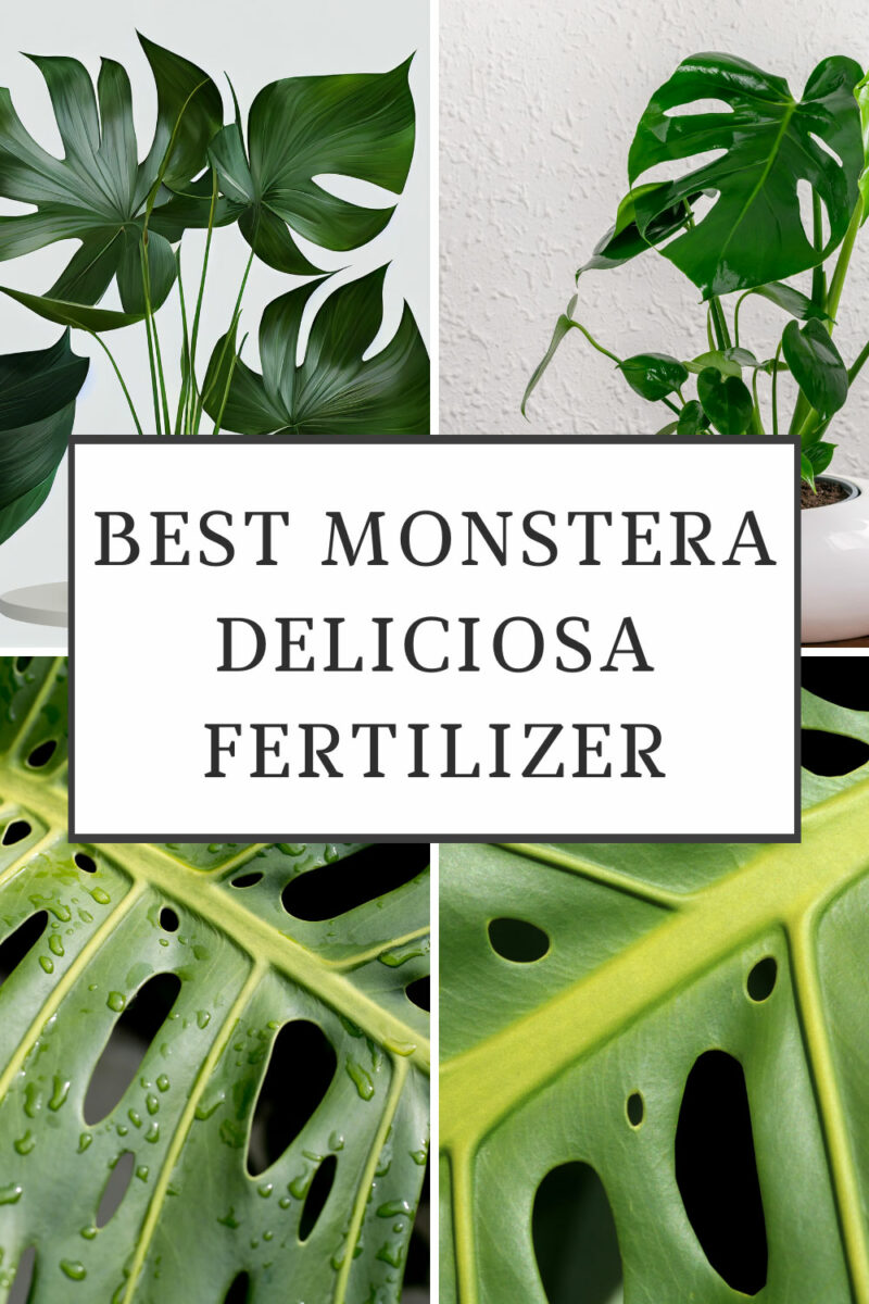Best Fertilizer for Monstera Deliciosa + 5 Top Tips for Use