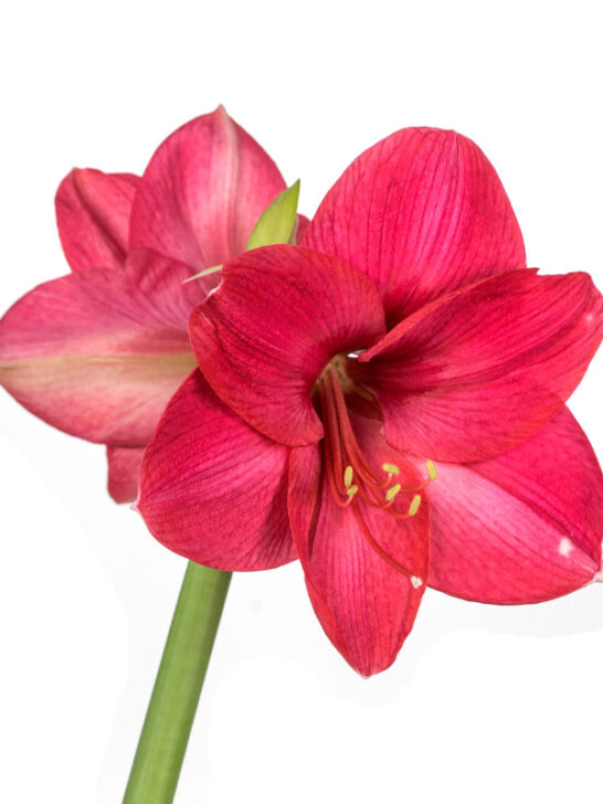 How to Plant Amaryllis Bulbs Indoors 5 Easy Steps