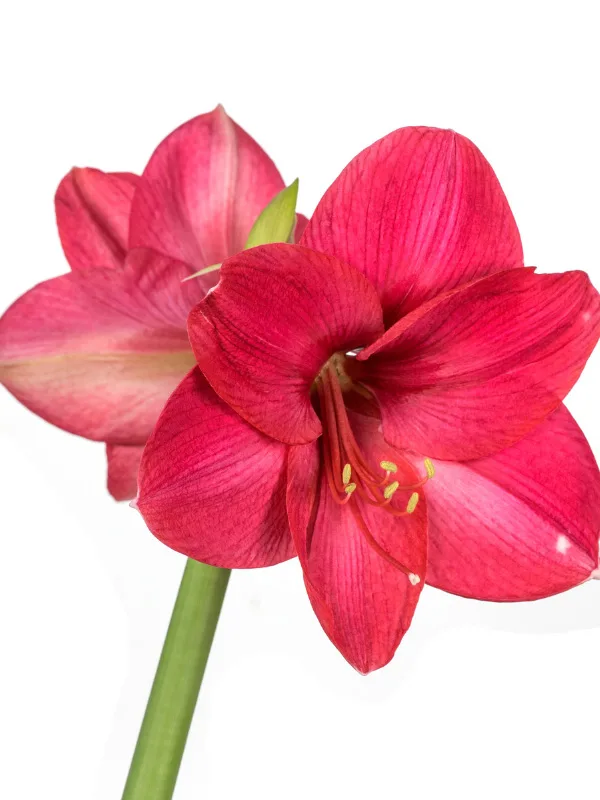 how-to-plant-amaryllis-bulb-indoors