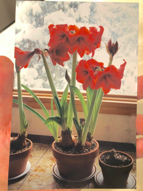How to Plant Amaryllis Bulbs Indoors 5 Easy Steps