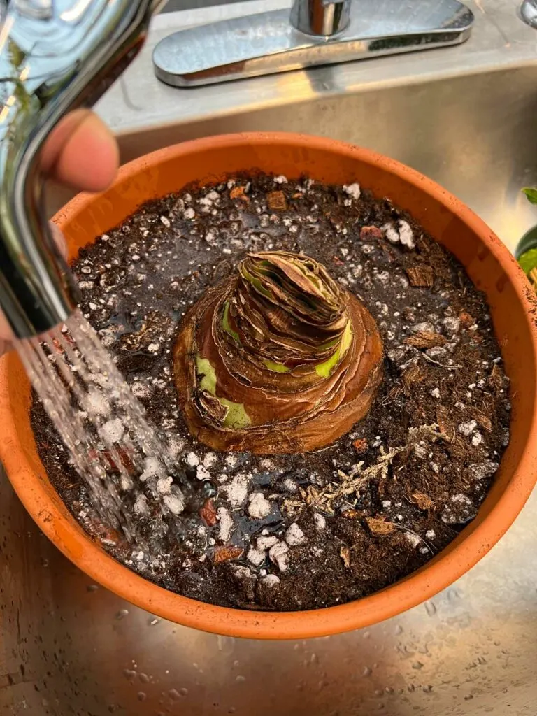 how-to-plant-amaryllis-bulb-indoors