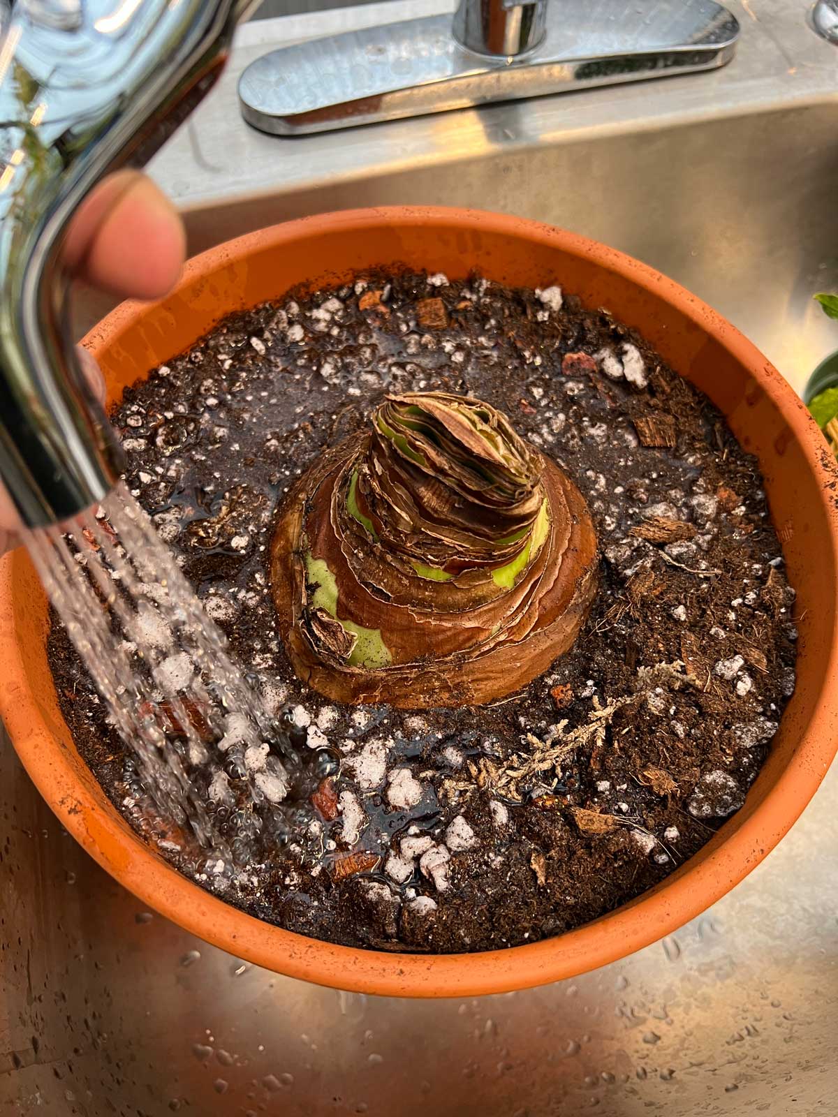 How to Plant Amaryllis Bulbs Indoors 5 Easy Steps