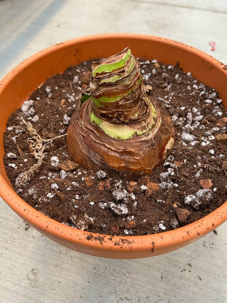 como-plantar-bulbos-de-amaryllis-interior