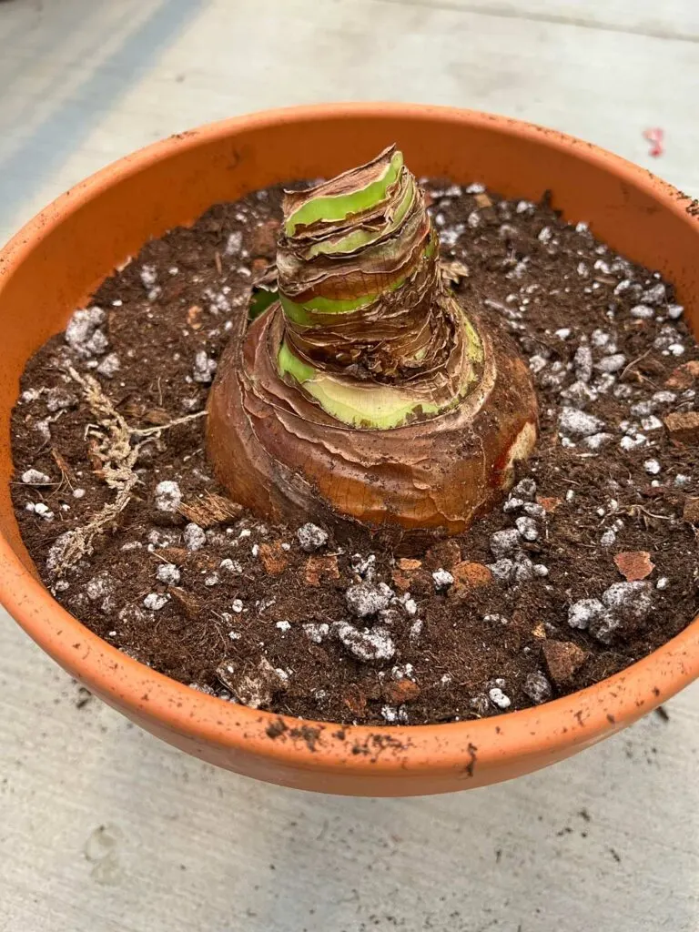 how-to-plant-amaryllis-bulb-indoors