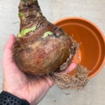 How to Plant Amaryllis Bulbs Indoors : 5 Easy Steps how-to-plant-amaryllis-bulb-indoors