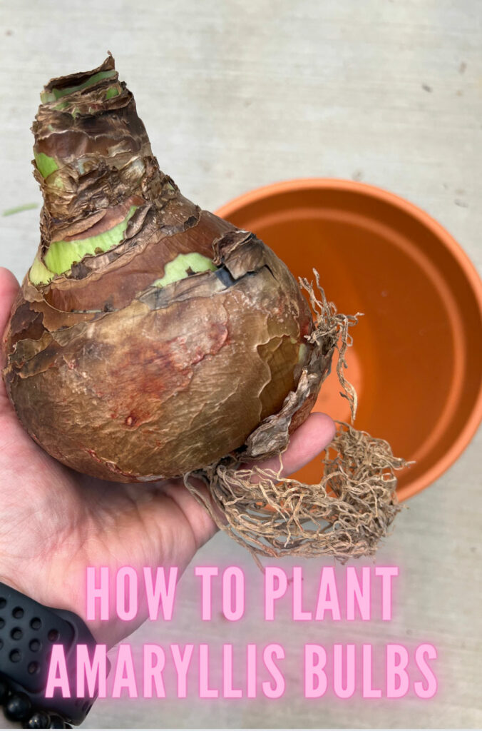 how-to-plant-amaryllis-bulb-indoors