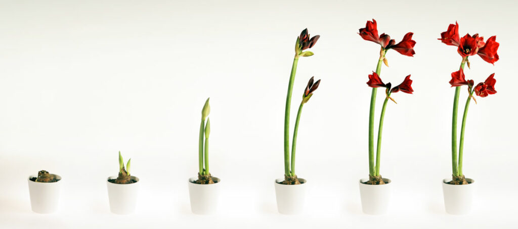 amaryllis-flower-stalks