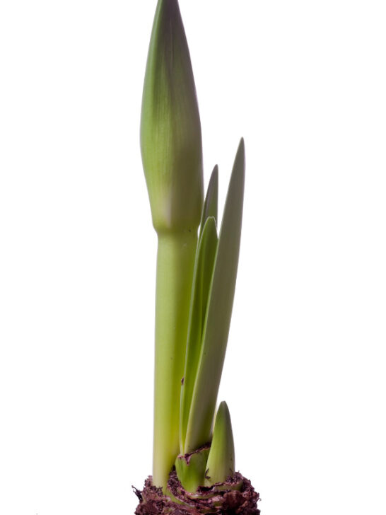 How to Plant Amaryllis Bulbs Indoors 5 Easy Steps
