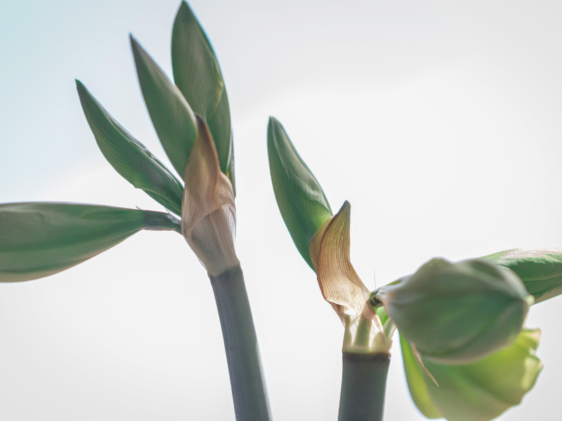 amaryllis-flower-stalks