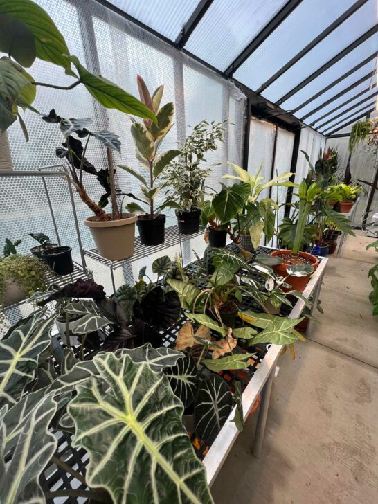 Insulating a Greenhouse with Bubble Wrap HowTo w/ Photos