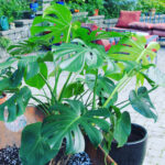 monstera-fertilizer-1200x1200