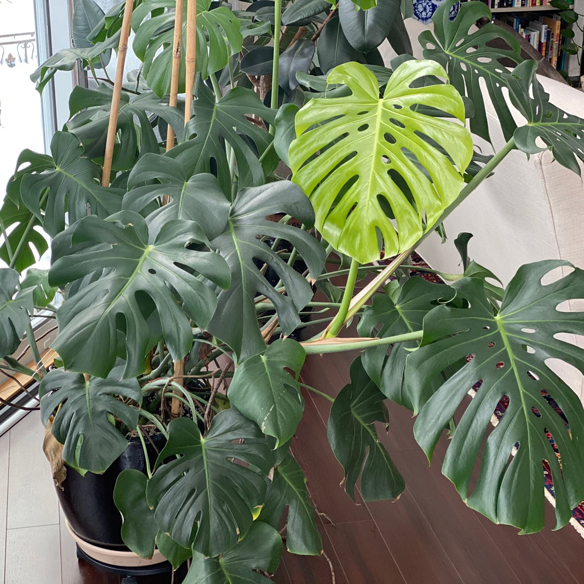 Best Monstera Deliciosa Soil: #1 Guide to 3 Top Recipes