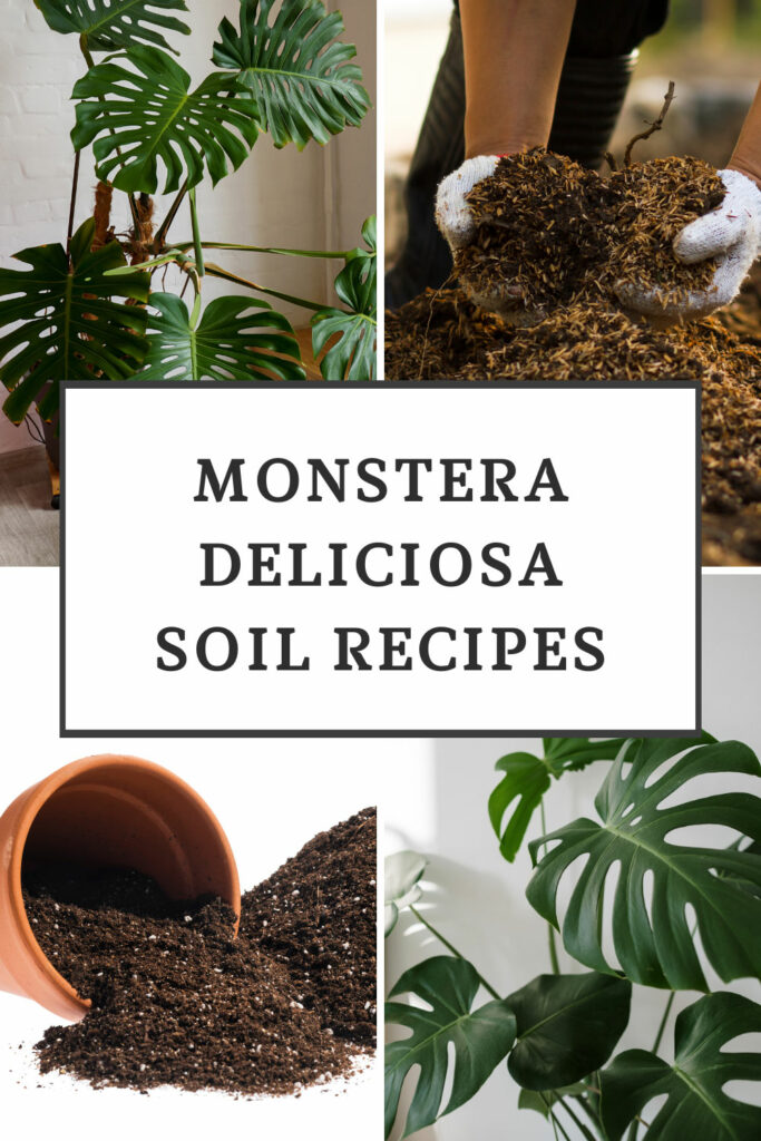 Recetas de suelo Monstera