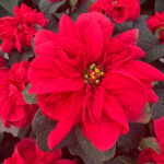 poinsettia-1200x1200