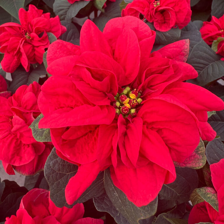 What To Do With Poinsettias After Christmas:  Monthly Care