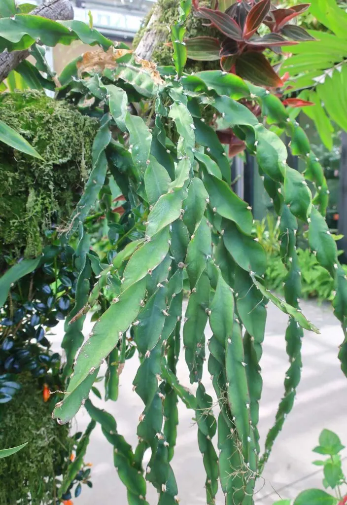 rhipsalis-cruciformis