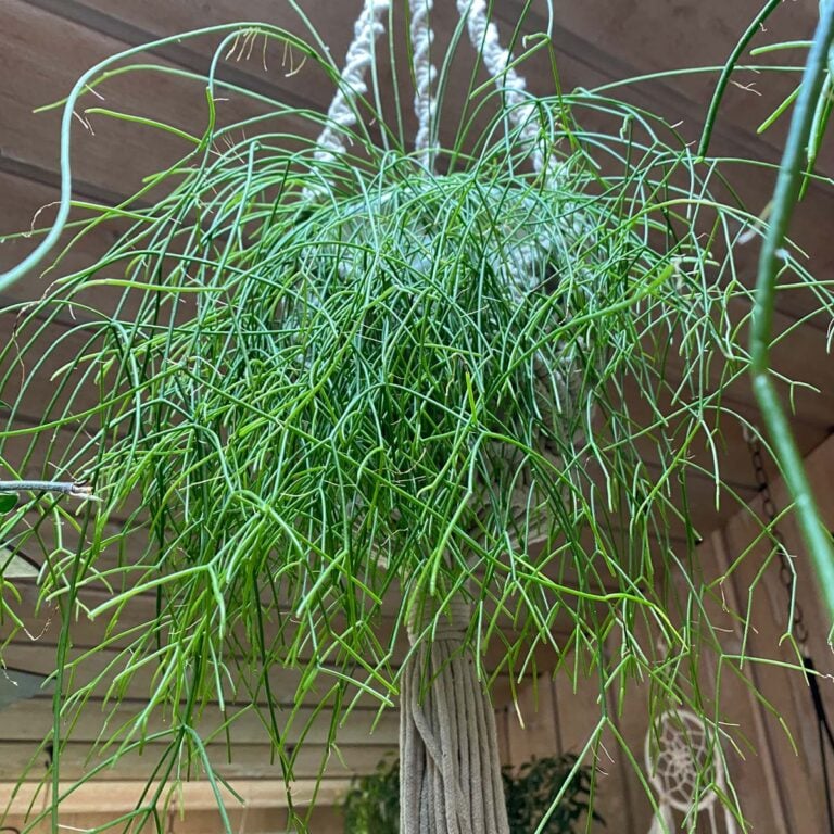 Rhipsalis Varieties: 21 Easy to Grow Mistletoe Cactus Types