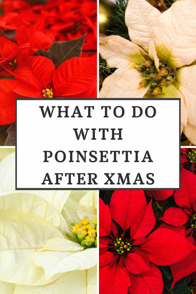 what-to-do-with-poinsettia-after-christmas