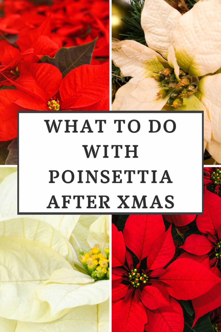 What To Do With Poinsettias After Christmas Monthly Care