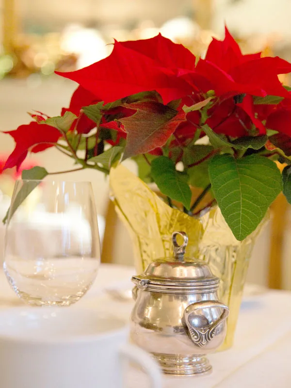 what-to-do-with-poinsettia-after-christmas