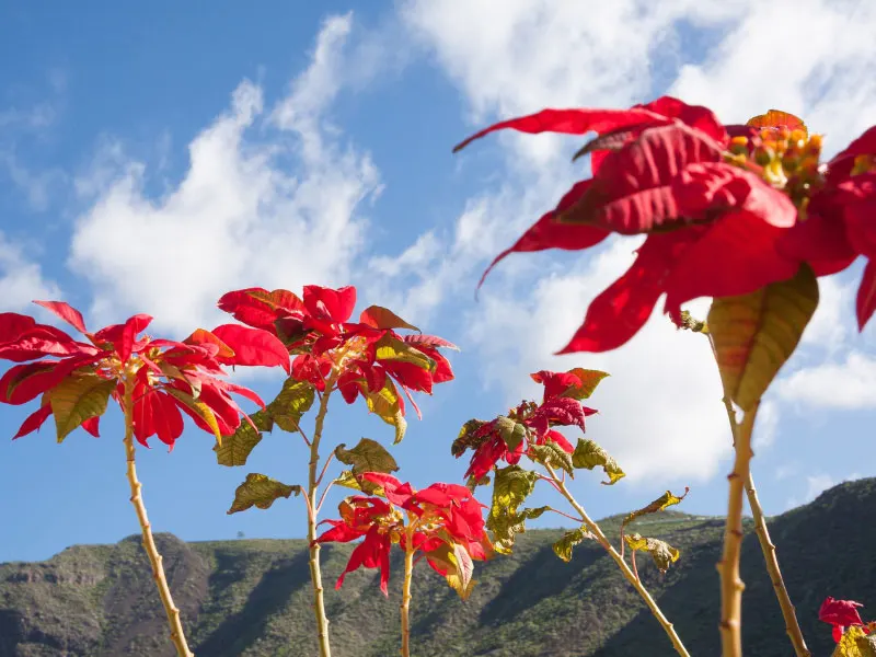 what-to-do-with-poinsettia-after-christmas