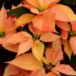 What To Do With Poinsettias After Christmas: Monthly Care what-to-do-with-poinsettia-after-christmas