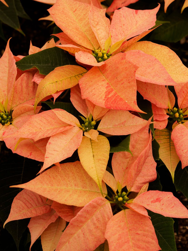The Grow Co Poinsettia Fertilizer 8oz - Keeps Christmas Flowers Fresh, Vibrant & Blooming All Holiday Season