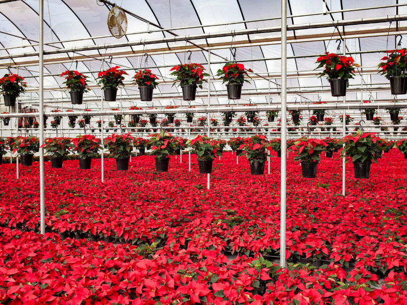 what-to-do-with-poinsettia-after-christmas