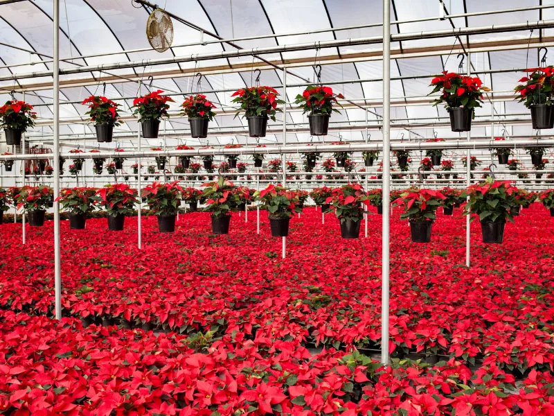 what-to-do-with-poinsettia-after-christmas