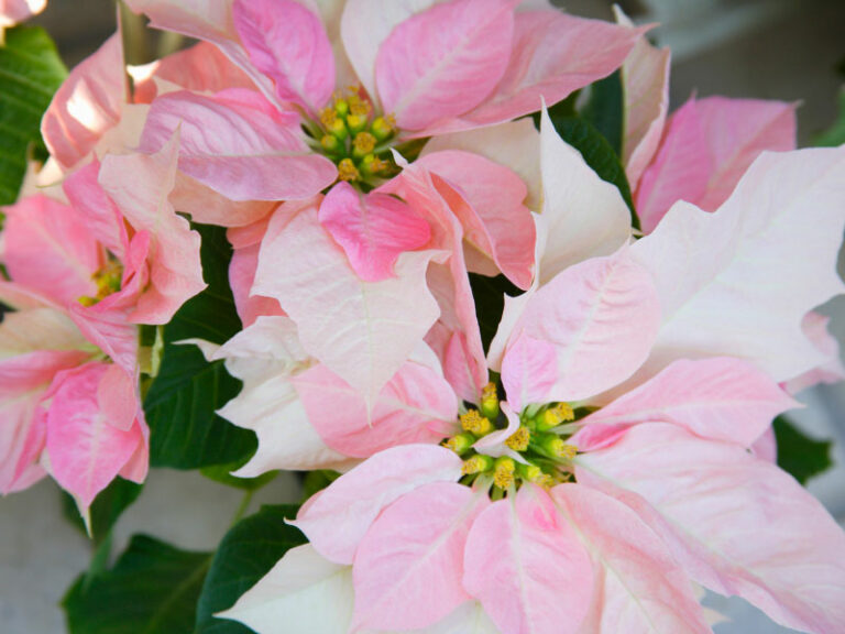 What To Do With Poinsettias After Christmas Monthly Care