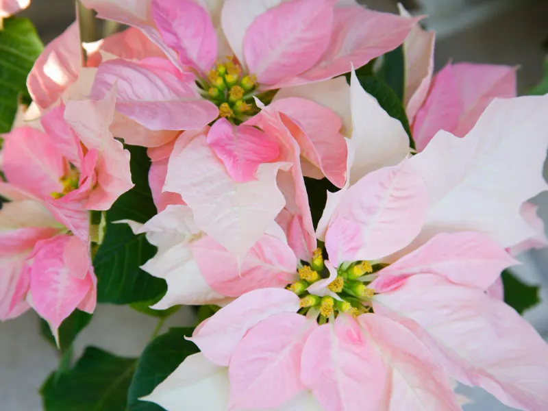 what-to-do-with-poinsettia-after-christmas