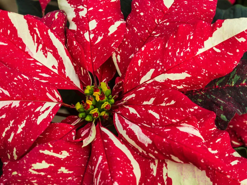 what-to-do-with-poinsettia-after-christmas