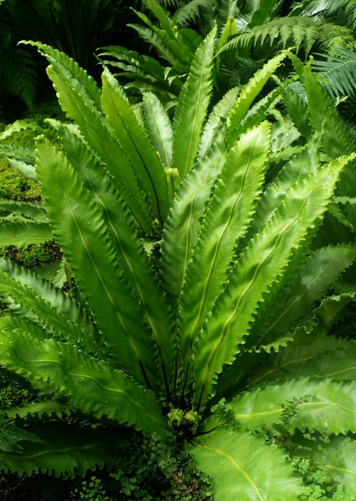 Asplenium-antiquum-Victoria-indoor-fern-types